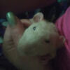 ittybitty4121